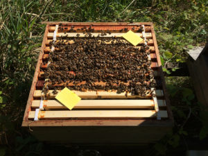 thymovar-bijenkast-een-broedkamer