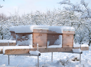 bijenkasten-in-de-sneeuw