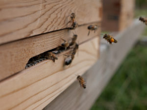 Honingbij met stuifmeel: teken dat de koningin in het bijenvolk is