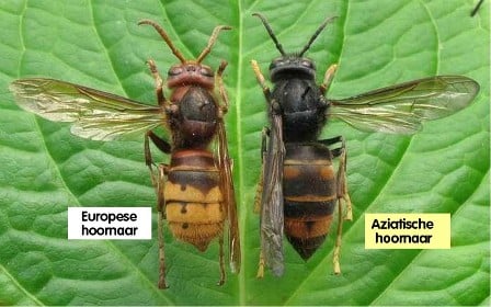 verschillen tussen Aziatische hoornaar en Europese hoornaar