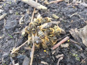 verkleumde bijen voor de bijenkast met stuifmeelklompjes