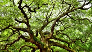 Volwassen boom voor biodiversiteit