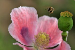 Help wilde bijen met bloemen