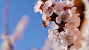 Onweerstaanbare bloemen voor bijen bloesem