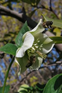 Onweerstaanbare bloemen voor bijen helleboris