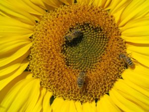 Onweerstaanbare bloemen voor bijen zonnebloem