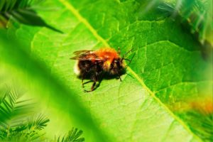 bijensterfte hommels bedreigt