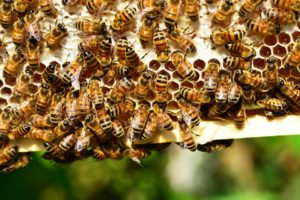 Honingbijen in bijenkast