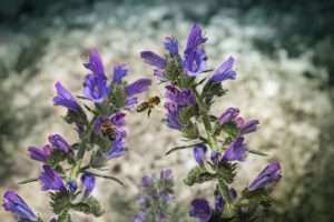 Wilde bijen of honingbijen in tuin