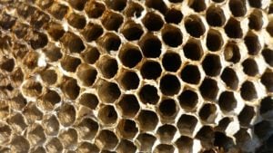 honingraat zonder bijen